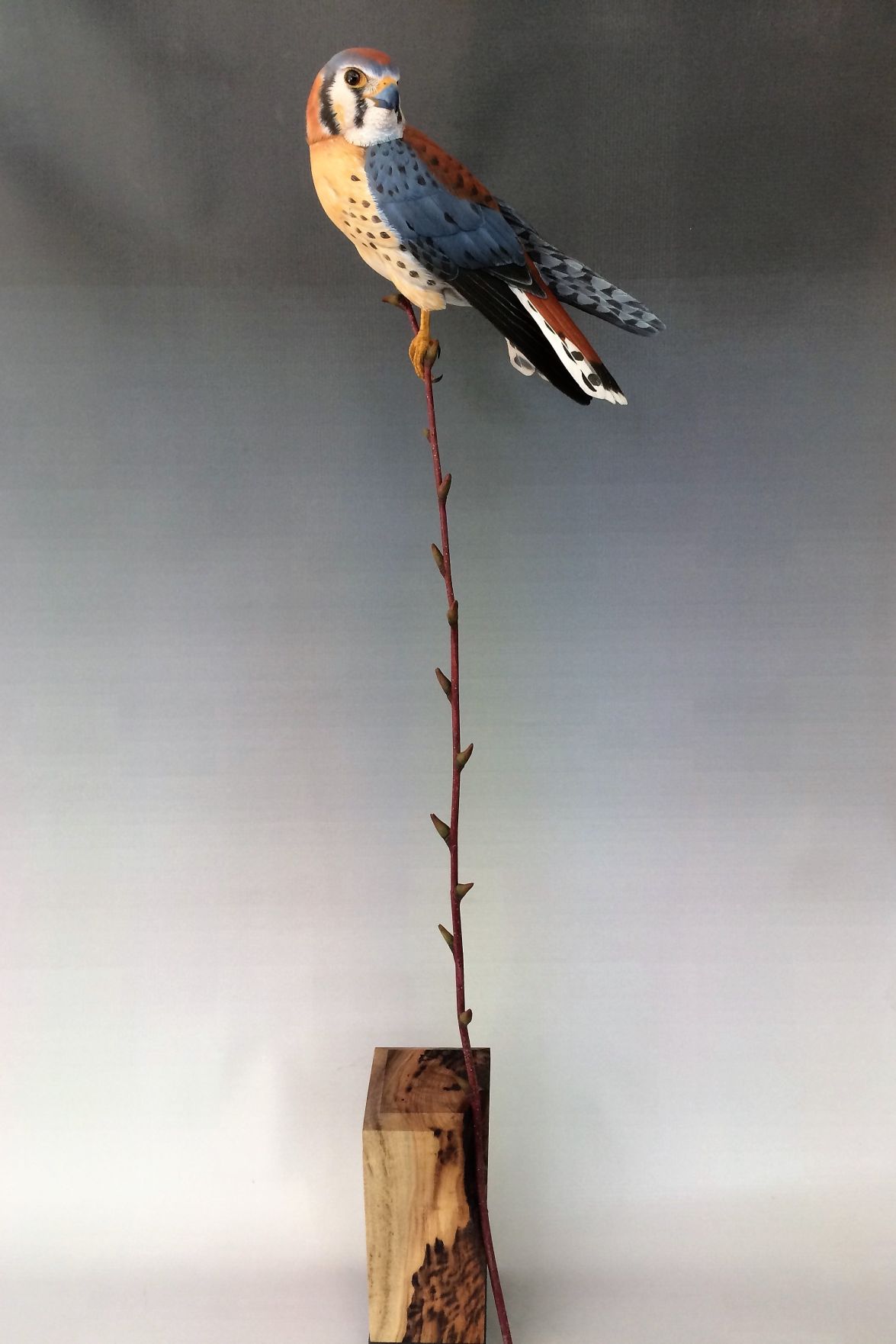 m15 art story American Kestral by Al Jordan.jpg